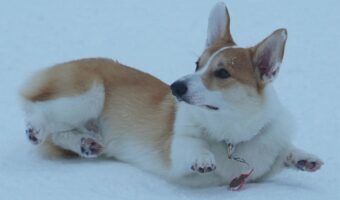 踏ん張るコーギーの子犬!冷たくなった手足を地面につけないように頑張る姿に「お腹の方が冷たそう」「そうなるよね~苦肉の策」