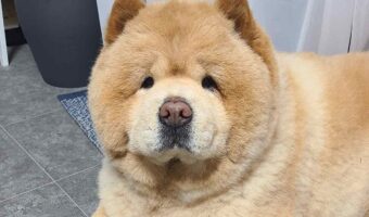 チャウチャウのおててのポージングがかわいすぎると反響!「自分の名前わかっていてかわいい」