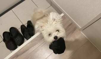 どっちが勝った?靴下を持っておさんぽに向かいたいマルポメVS靴下を履いて散歩に行きたい飼い主さん