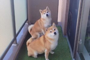 息がぴったりな柴犬たち。怒られた時まで動きがシンクロしている！？「これは思わず許してしまう」「めっちゃ素直でかわいい」