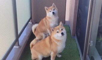 息がぴったりな柴犬たち。怒られた時まで動きがシンクロしている!?「これは思わず許してしまう」「めっちゃ素直でかわいい」