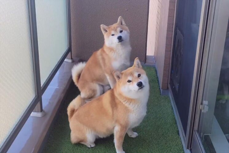 息がぴったりな柴犬たち。怒られた時まで動きがシンクロしている！？「これは思わず許してしまう」「めっちゃ素直でかわいい」
