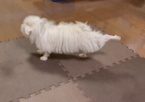 後ろ足をピーン！マルチーズは足を伸ばすエクササイズ中！？