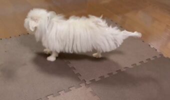 後ろ足をピーン!マルチーズは足を伸ばすエクササイズ中!?