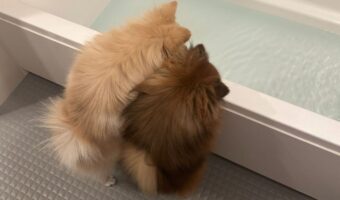 ポメラニアンたちはお風呂が気になる?バスタブにお湯がたまっていく様子を見つめる後ろ姿がかわいいと話題に