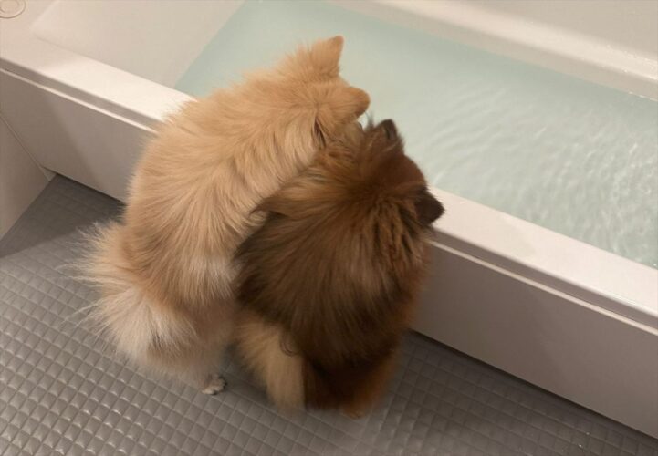 ポメラニアンたちはお風呂が気になる？バスタブにお湯がたまっていく様子を見つめる後ろ姿がかわいいと話題に