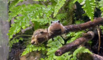 カエルたちは久しぶりの雨で大はしゃぎ！喜ぶ姿に反響「わちゃわちゃ感がほんと好き」