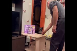 おやつを前に「待て」と指示された愛犬。飼い主さんがいない隙に賢すぎる行動に！ ⁦【海外・動画】