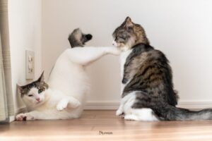 『静と動』を感じさせる2匹のネコたちの姿が話題に！「対照的なポーズがナイス」「胴回し回転蹴りだ」