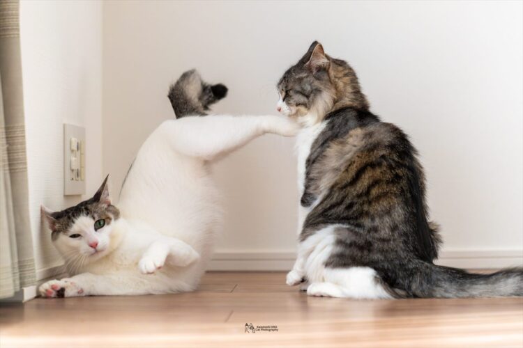 『静と動』を感じさせる2匹のネコたちの姿が話題に！「対照的なポーズがナイス」「胴回し回転蹴りだ」