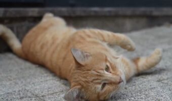 『猫の都』イスタンブールあるある?撮影しようとしたネコが何度も突進してくる!?「カメラ慣れしていますね」