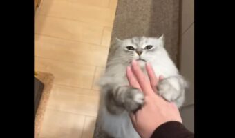 サイベリアンがジャンプしてぎゅっ!「躍動感ハナマル」「盛大にタッチしてますね」