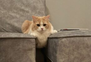 ソファの隙間から落ちそうなのに真顔！？すまし顔のネコが話題に！「もうちょっと焦ったら？と言いたくなる顔」「めっちゃ踏ん張らな出来んポーズ」