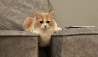 ソファの隙間から落ちそうなのに真顔!?すまし顔のネコが話題に!「もうちょっと焦ったら?と言いたくなる顔」「めっちゃ踏ん張らな出来んポーズ」