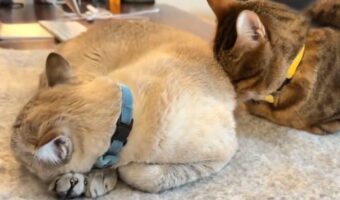 まさかの場所で寝落ちしたネコ。仲良く昼寝する様子に「猫による猫吸いですか」「睡眠効果のある体臭なのかなぁ」