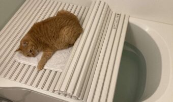 これじゃあ、お風呂にゆったり浸かれない?!ネコが陣取りぬくぬくしているのは・・風呂ふたの上!?「よく蒸されてあったまれる」「どう活用すればいいのか」