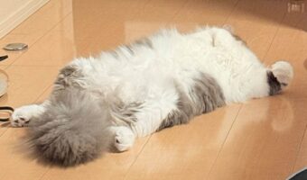 ヘソ天でくつろぐネコの名前を呼んだら・・。その後の身の起こし方が話題に!!「もふもふに埋もれた顔がかわいい」