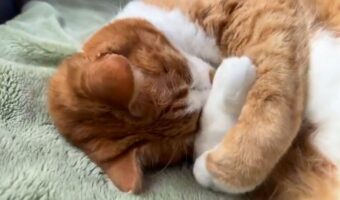 腕をクロスしてお顔ないないをして寝ようとするネコがかわいすぎると話題に「かわいいむぎゅ~」「クロスアームの中に入りたい」