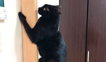 今年はセミがずっといる！？柱にしがみついていた黒猫に「かわいい黒蝉ニャンコ」「脱皮して羽がはえたりして？」