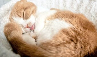 ぐっすり眠るネコだけど・・舌をしまい忘れているよ!「舌ペロめっちゃかわいい」「いいねを連打したいくらい」