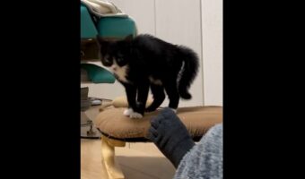 やんのかステップ VS貧乏ゆすり！？の対決に反響！「何その変なステップ」「ステップが上達しましたにゃ」