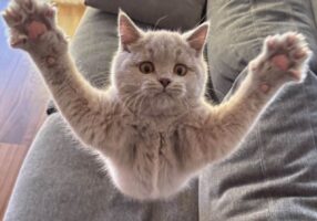 ネコが必死になっている瞬間をとらえた写真に反響！「おひげ袋ぷっくぷく触りたい」「飛んでるみたいです」