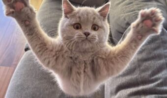 ネコが必死になっている瞬間をとらえた写真に反響！「おひげ袋ぷっくぷく触りたい」「飛んでるみたいです」