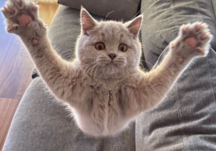 ネコが必死になっている瞬間をとらえた写真に反響！「おひげ袋ぷっくぷく触りたい」「飛んでるみたいです」
