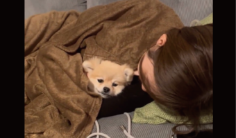 心地よさそうにぬくぬくするポメラニアン。飼い主さんに腕枕をしてもらいブランケットにくるまる様子がかわいいと反響「愛らしいですね」