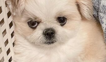 洗濯カゴに入っているポメシーズに「一緒に洗濯しよっか？」と言ったら・・怖い顔になっちゃった！？「何を言っているんだ？みたいな顔」