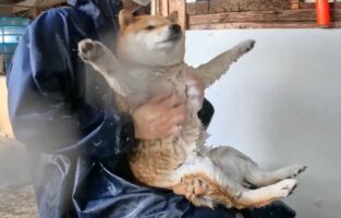 柴犬のお風呂タイム！体を洗われている姿が話題に「伸びた手がかわいい」「ぜんまい仕掛けのオモチャみたい」