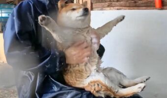 柴犬のお風呂タイム！体を洗われている姿が話題に「伸びた手がかわいい」「ぜんまい仕掛けのオモチャみたい」