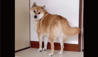 柴犬は虫が怖い!?家から出ていこうとする姿に反響「早くここから出してほしいワン」「守ってあげたくなる」
