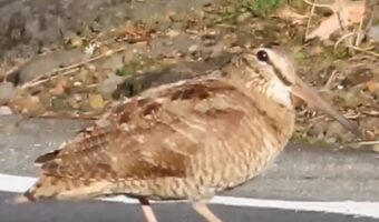 ノリノリで道路を渡っている?野鳥の動きが話題に!「ひげダンスの曲を思い出した」「マツケンサンバのステップ」