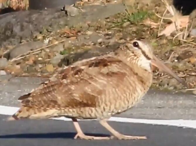 ノリノリで道路を渡っている？野鳥の動きが話題に！「ひげダンスの曲を思い出した」「マツケンサンバのステップ」
