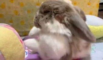仰向けで寝ていたウサギが・・。まさかの起き上がり方に反響！「腹筋すごそう」「器用ですなぁ」