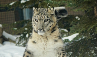 ユキヒョウが華麗なステップを踏んでいる!?「まさかヒゲダンス」「ホアッツマイケルのそれ」