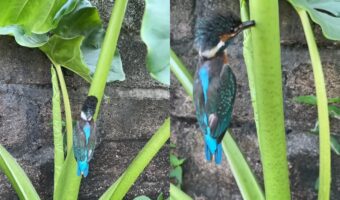タロイモの茎になんだか見慣れない生物が!近寄ってみると思いもよらない状態になっている鳥だった!