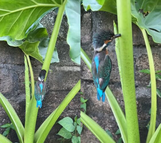 タロイモの茎になんだか見慣れない生物が！近寄ってみると思いもよらない状態になっている鳥だった！
