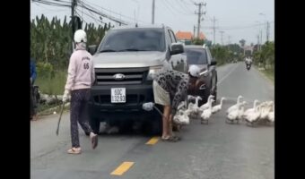 道路を横断するアヒルたち。トンネルにしたのは・・車の下！？【海外・動画】