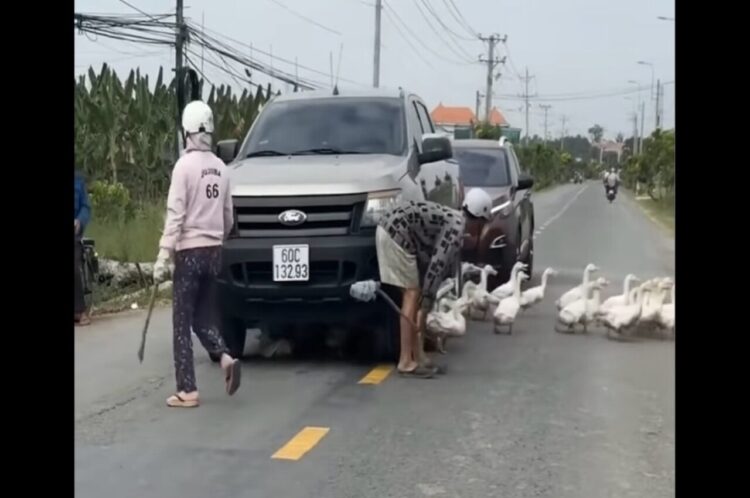 道路を横断するアヒルたち。トンネルにしたのは・・車の下！？【海外・動画】