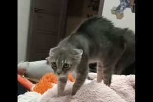 ネコが警戒しているのは・・飼い主さん！？いつもと違う様子にまさかのリアクション！！【海外・動画】