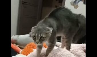 ネコが警戒しているのは・・飼い主さん!?いつもと違う様子にまさかのリアクション!!【海外・動画】