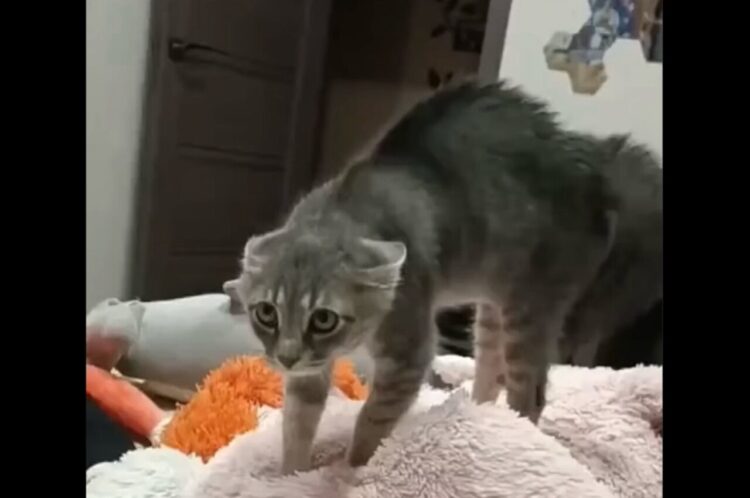 ネコが警戒しているのは・・飼い主さん！？いつもと違う様子にまさかのリアクション！！【海外・動画】