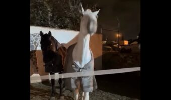 首を何度も縦に振る馬。その理由は・・「ごはんにしよう」という飼い主さんの言葉!?【海外・動画】