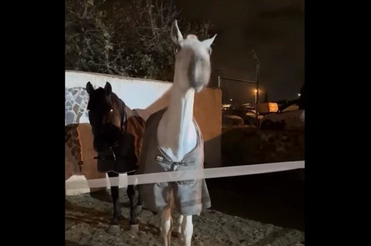 首を何度も縦に振る馬。その理由は・・「ごはんにしよう」という飼い主さんの言葉！？【海外・動画】