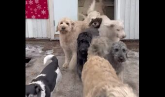 ドアが開けると飛び出してきたのは・・元気いっぱいなイヌたちが総勢14頭!?【海外・動画】