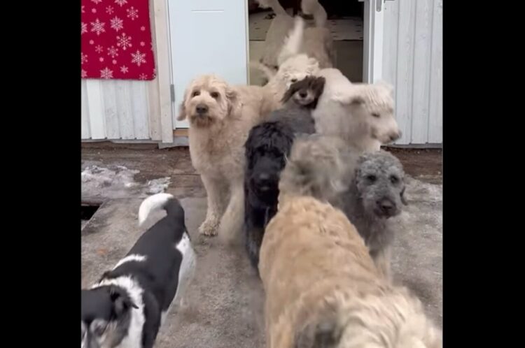 ドアが開けると飛び出してきたのは・・元気いっぱいなイヌたちが総勢14頭！？【海外・動画】