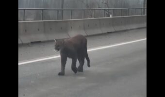 悠然と歩く黒い影。道路を進む貫禄十分なその姿はもちろんただのクロネコではない!!【海外・動画】