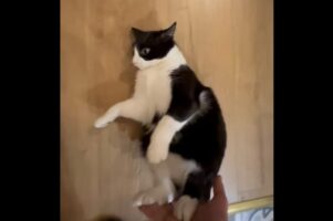 楽しく遊んでもらおうと思ったら・・。寝転がるネコをフローリングの床で滑らせたら・・、手痛いお礼をされちゃった！！【海外・動画】